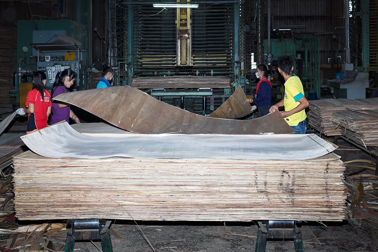 Thin wood veneer sheets being handled in a plywood factory before pressing